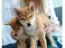 PoulaTo: Shiba Inu
